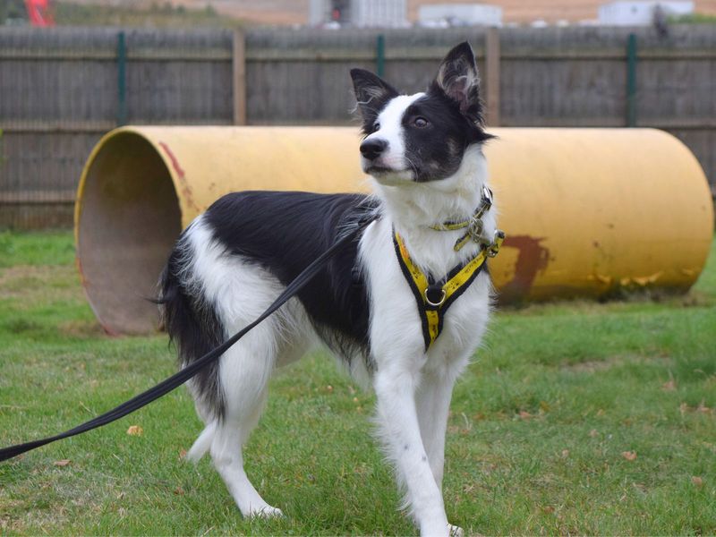 Border Collie for adoption in Uxbridge, London – 9 months old - Image 3 of 3