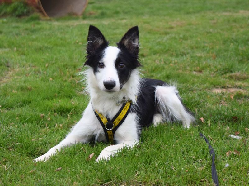Border Collie for adoption in Uxbridge, London – 9 months old - Image 2 of 3