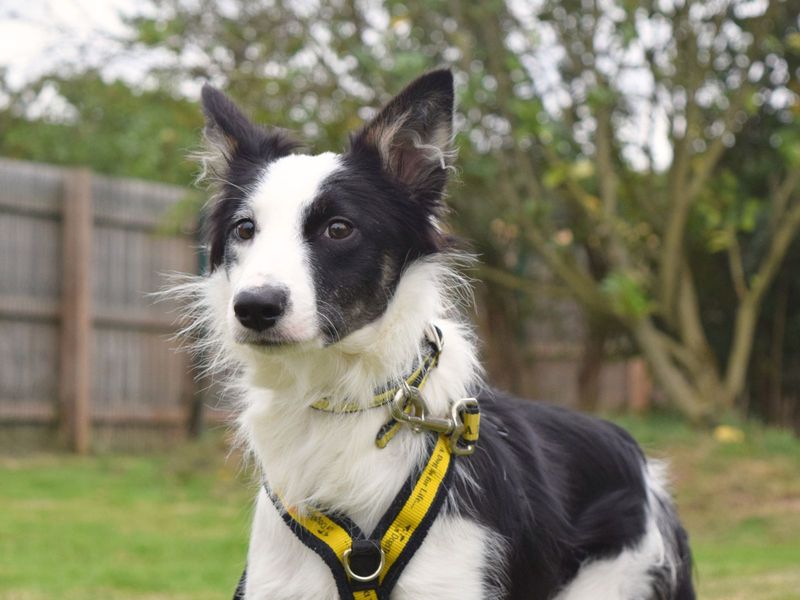 Border Collie for adoption in Uxbridge, London – 9 months old