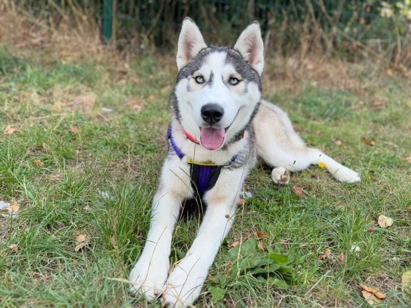 Siberian Husky for adoption in Telford, Shropshire – 11 months old - Image 2 of 3
