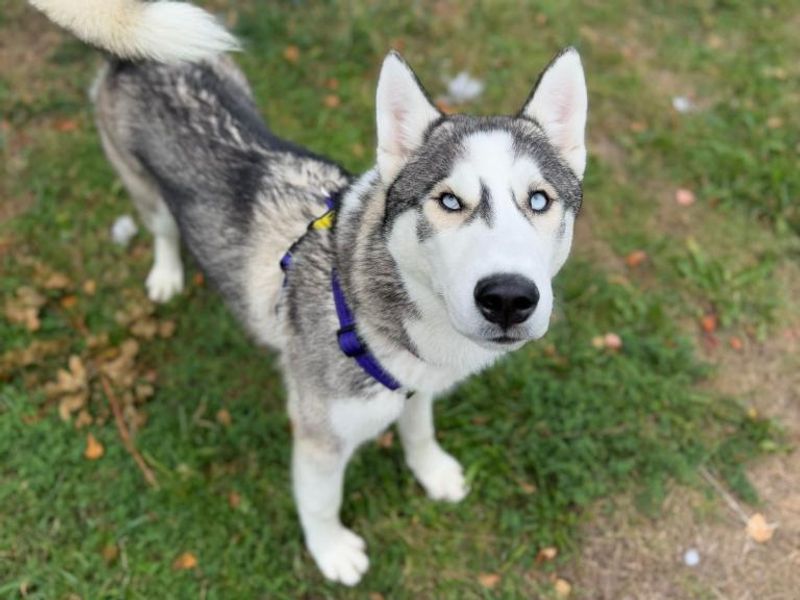 Siberian Husky for adoption in Telford, Shropshire – 11 months old - Image 3 of 3