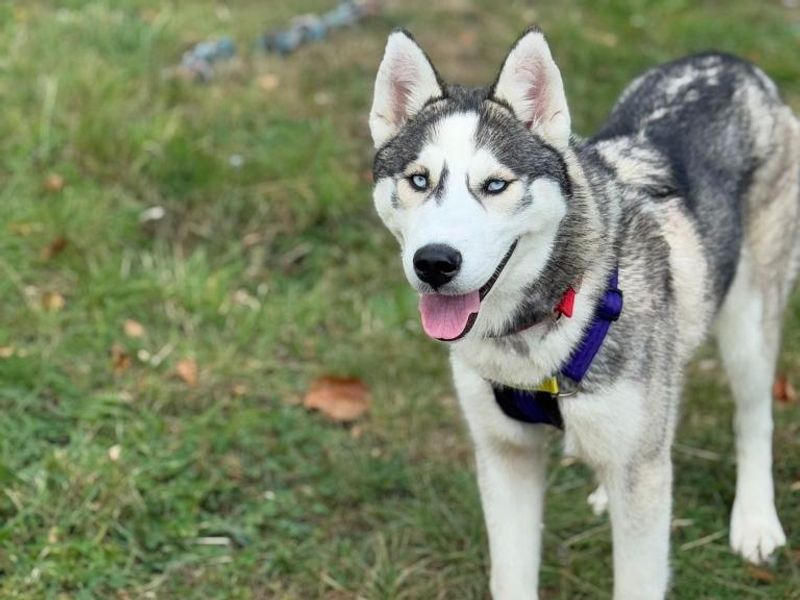 Siberian Husky for adoption in Telford, Shropshire – 11 months old