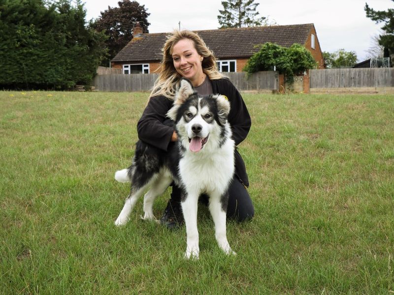 Siberian Husky for adoption in Evesham, Worcestershire – 11 months old - Image 2 of 3