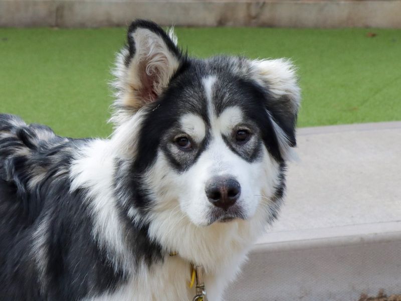 Siberian Husky for adoption in Evesham, Worcestershire – 9 months old