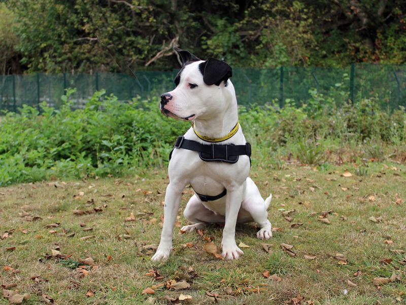 American Bulldog for adoption in Liverpool, Merseyside – 1 year old