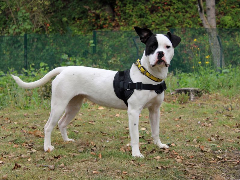 American Bulldog for adoption in Liverpool, Merseyside – 1 year old - Image 2 of 4