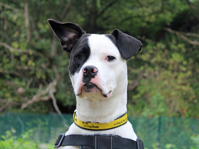 American Bulldog for adoption in Liverpool, Merseyside – 1 year old - Image 4 of 4