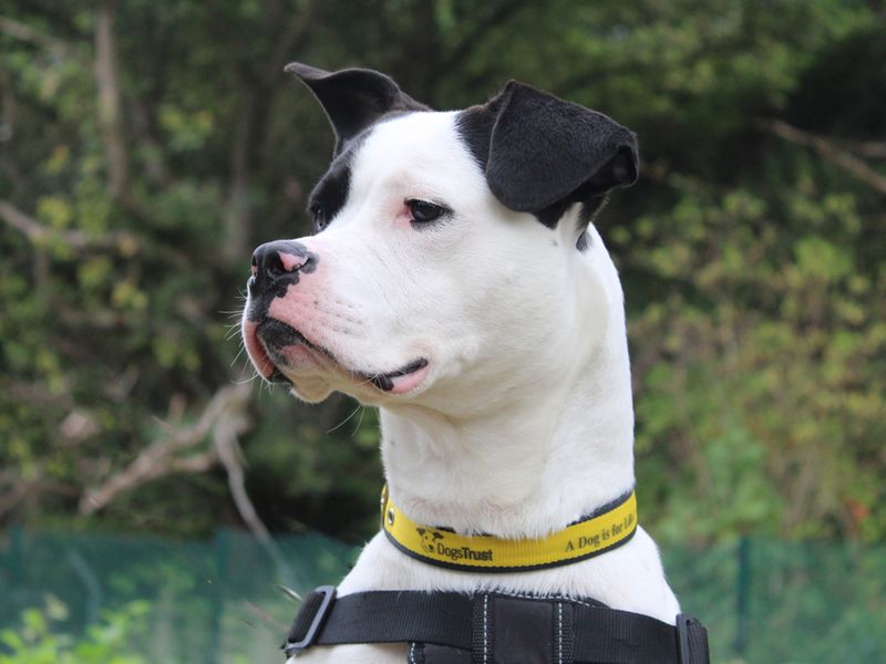 American Bulldog for adoption in Liverpool, Merseyside – 1 year old - Image 3 of 4