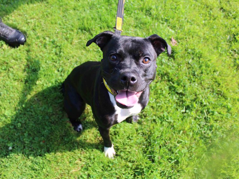 Staffordshire Bull Terrier for adoption in Glasgow, Scotland – 2 years old