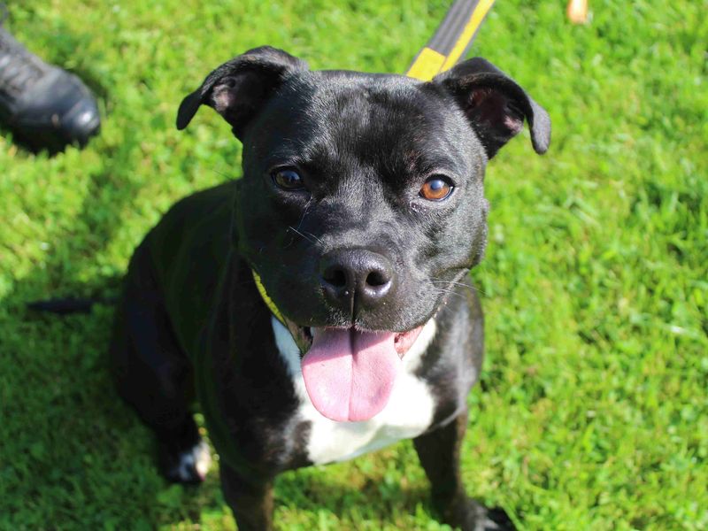 Staffordshire Bull Terrier for adoption in Glasgow, Scotland – 2 years old - Image 2 of 2
