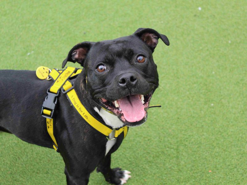 Lemonie | Terrier (Staffordshire Bull) Cross | Glasgow - 1