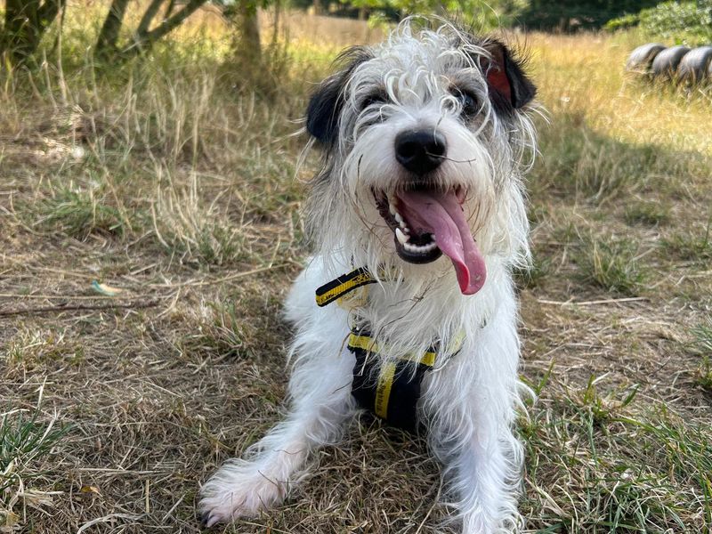 Jack Russell Terrier for adoption in Telford, Shropshire – 2 years old - Image 2 of 3