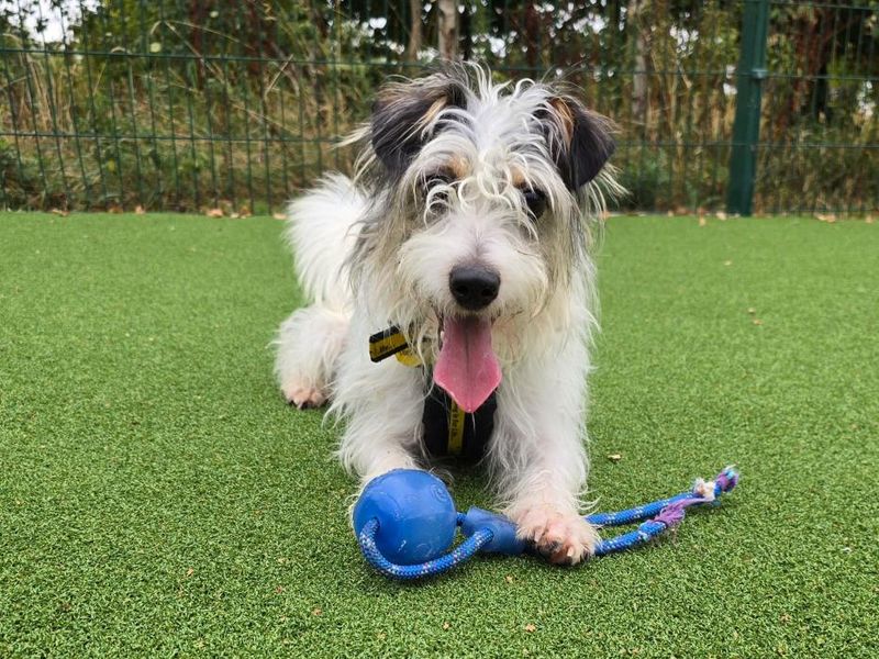 Jack Russell for adoption in Telford, Shropshire – 2 years old