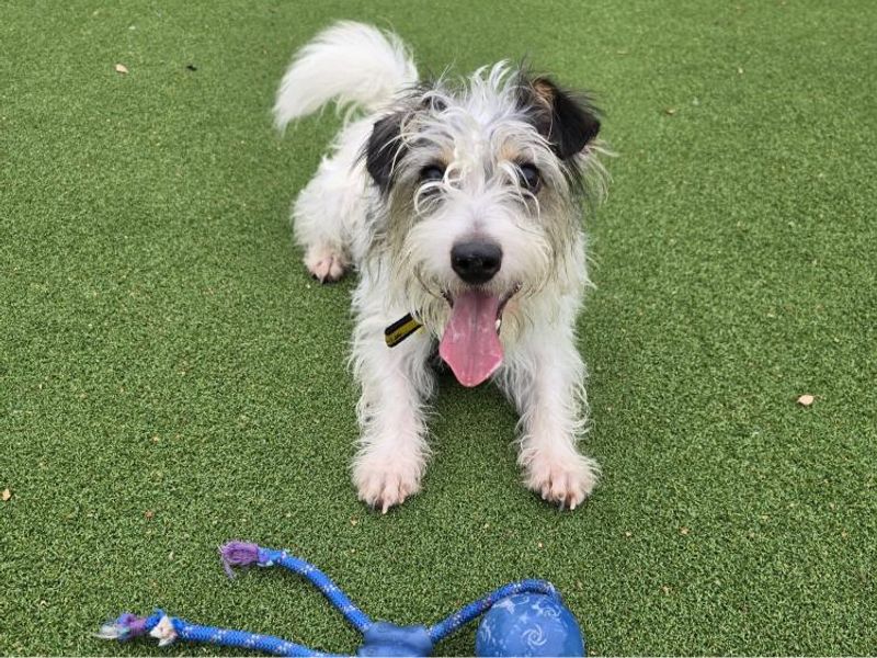 Jack Russell Terrier for adoption in Telford, Shropshire – 2 years old - Image 3 of 3