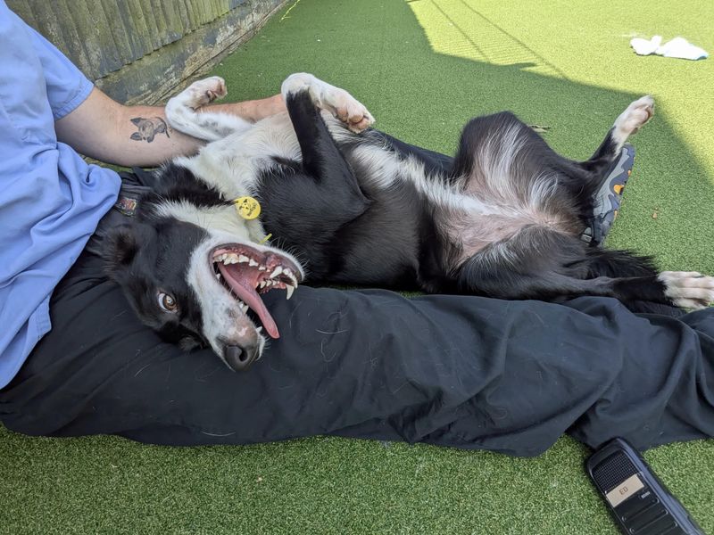 Border Collie for adoption in Shoreham by Sea, West Sussex – 1 year old