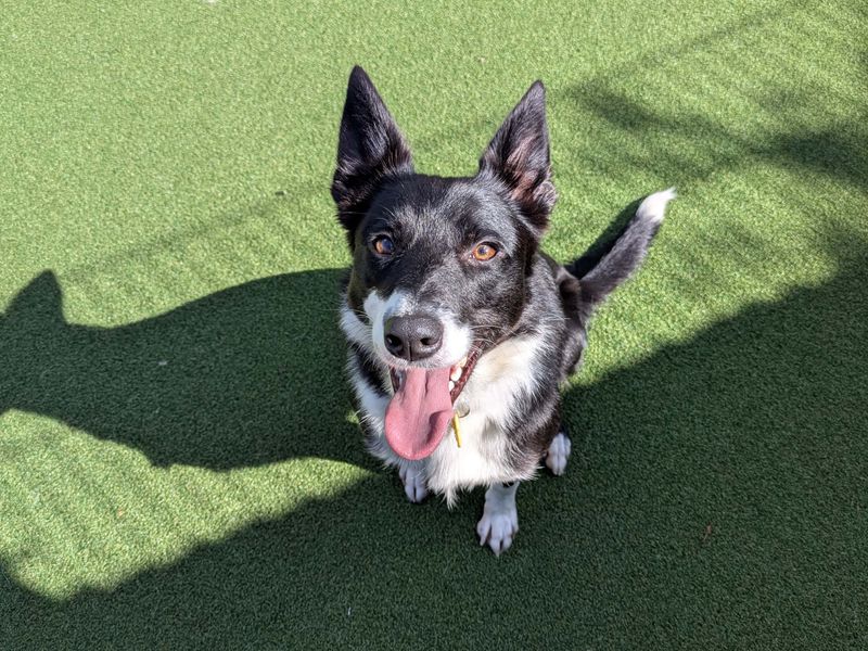 Border Collie for adoption in Shoreham by Sea, West Sussex – 1 year old - Image 3 of 3