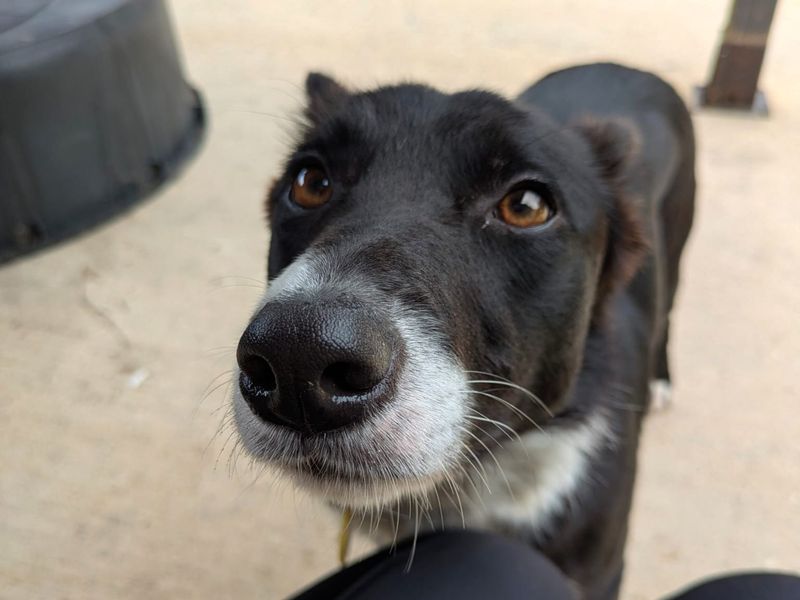Border Collie for adoption in Shoreham by Sea, West Sussex – 1 year old - Image 2 of 3