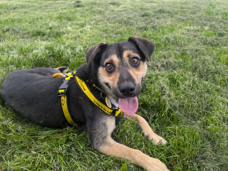 Rita | Crossbreed | West Calder (Edinburgh) - 1