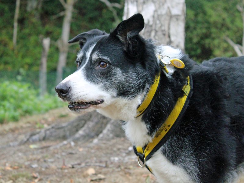 Border Collie for adoption in Liverpool, Merseyside – 10 years old