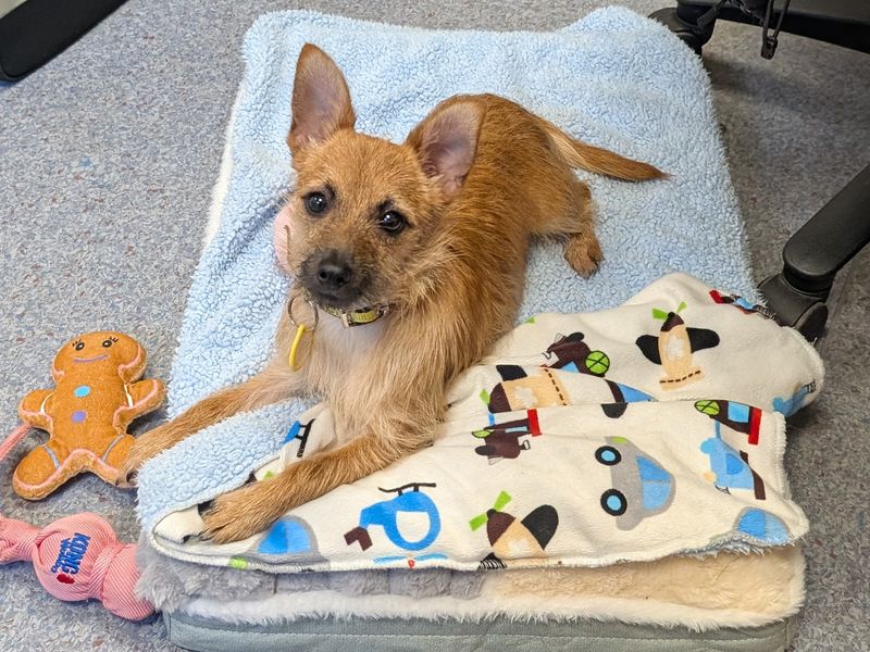 Pip | Crossbreed | Shoreham (Sussex) - 1