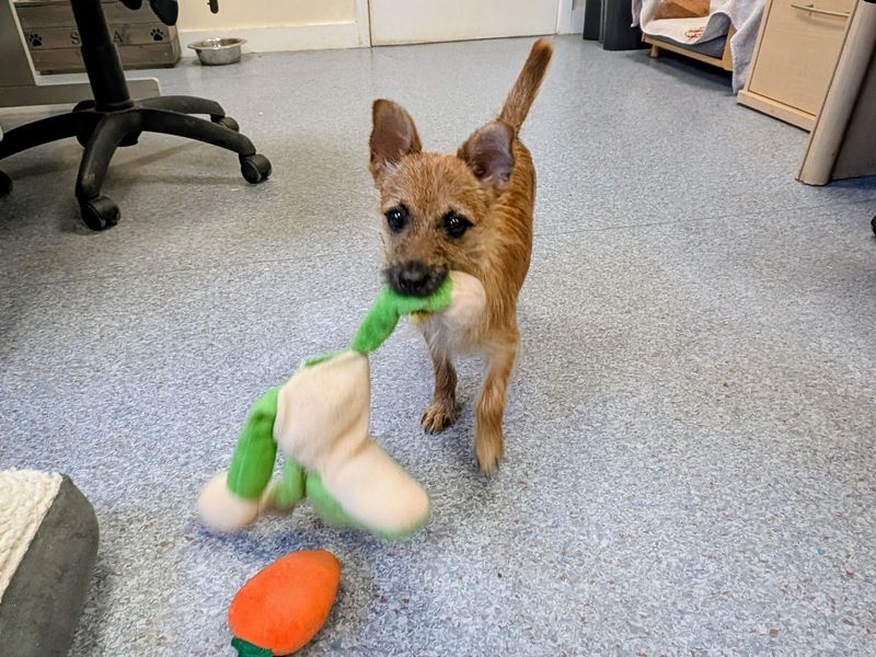 Why Don'T My Dogs Play With Toys: Uncover Surprising Reasons