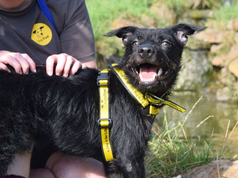 Ozzy, a 4 years old male Crossbreed available for adoption from Dogs Trust in Harefield, Greater London