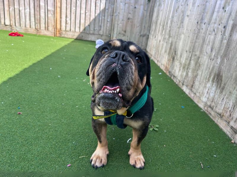 English Bulldog for adoption in Newton Tony, Wiltshire – 5 years old