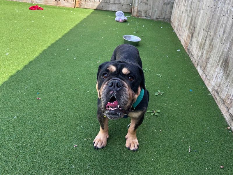 English Bulldog for adoption in Newton Tony, Wiltshire – 5 years old - Image 2 of 2