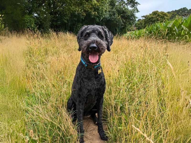 Poodle for adoption in Newton Tony, Wiltshire – 7 years old - Image 2 of 4