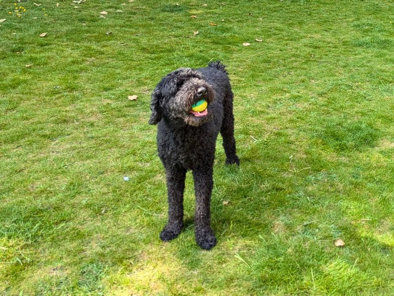 Poodle for adoption in Newton Tony, Wiltshire – 7 years old