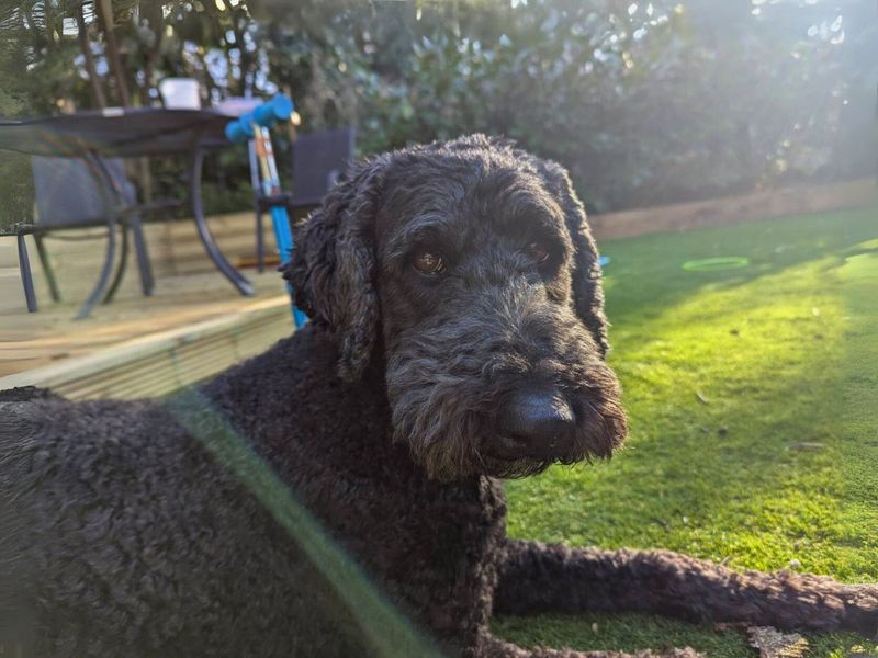 Poodle for adoption in Newton Tony, Wiltshire – 7 years old - Image 4 of 4