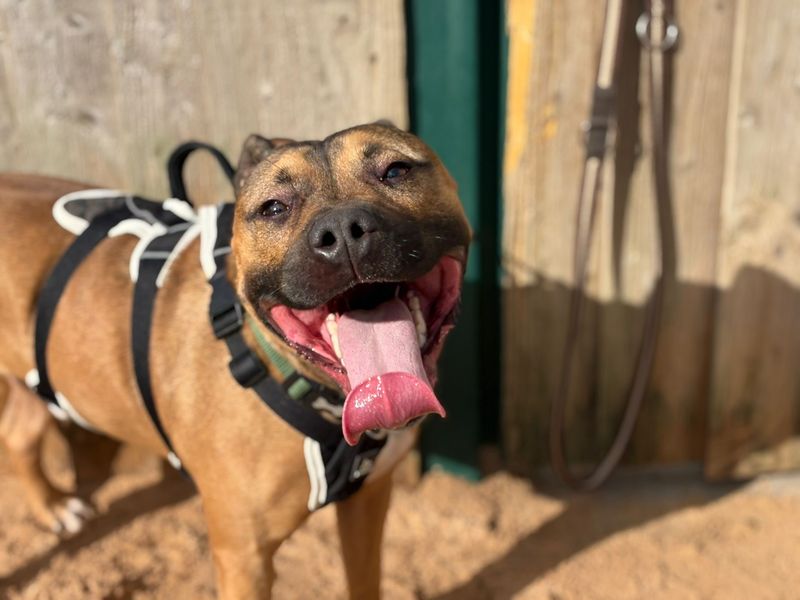 Staffordshire Bull Terrier for adoption in Cardiff, Glamorgan – 2 years old - Image 2 of 3