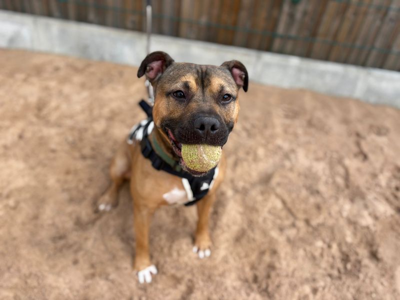 Bailey | Terrier (Staffordshire Bull) | Cardiff - 1
