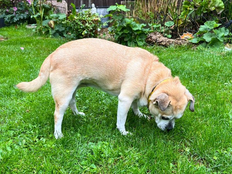 Pug for adoption in Newton Tony, Wiltshire – 9 years old