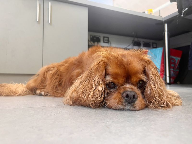 Cavalier King Charles Spaniel for adoption in Leeds, Yorkshire – 10 years old - Image 3 of 3