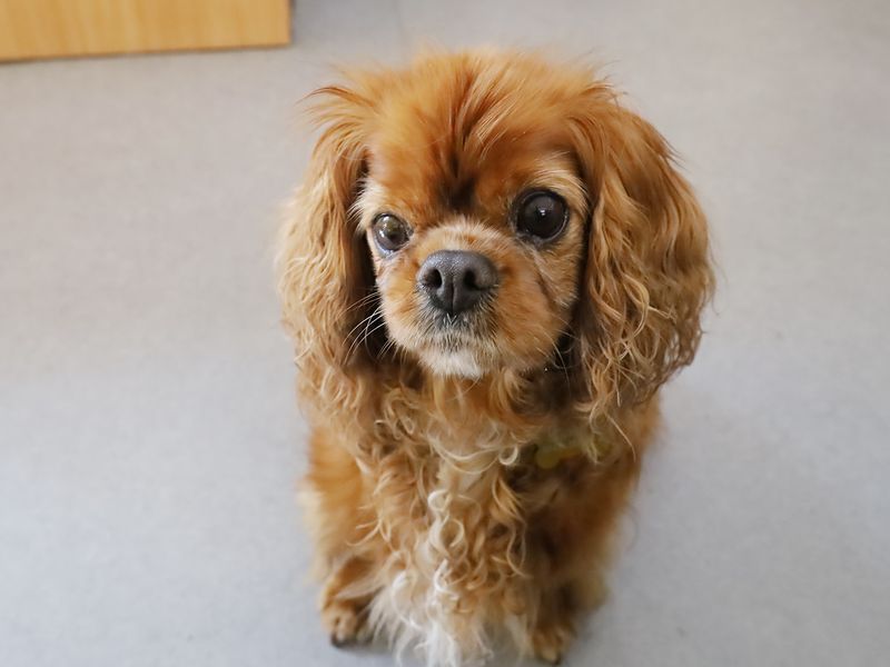 Cavalier King Charles Spaniel for adoption in Leeds, Yorkshire – 10 years old - Image 2 of 3