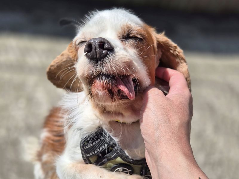 Cavalier King Charles Spaniel for adoption in Leeds, Yorkshire – 10 years old - Image 2 of 2