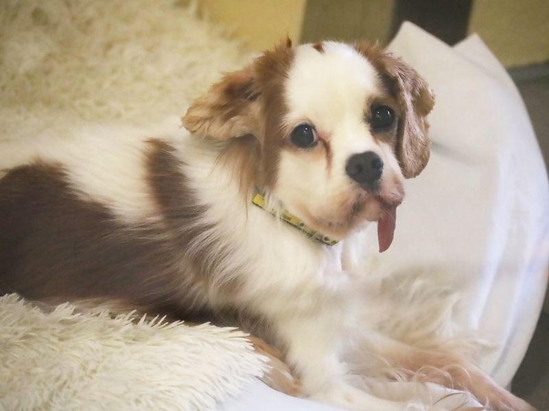 Angel | Spaniel (Cavalier King Charles) | Leeds - 1