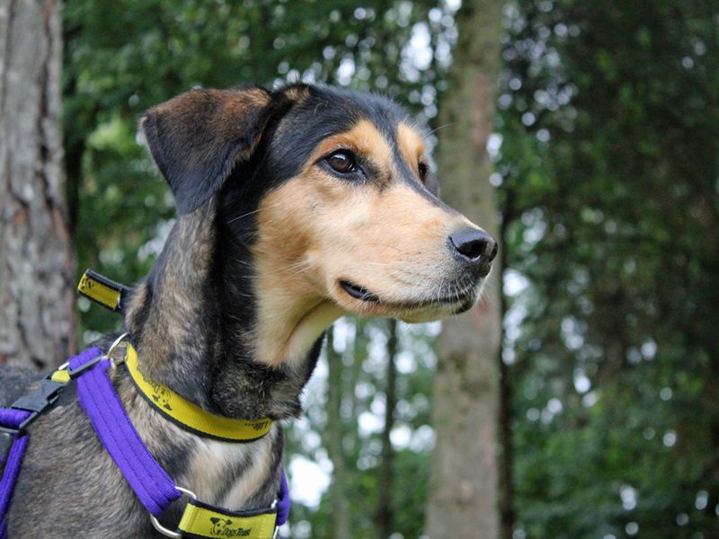 Bramble | Siberian Husky Cross | Merseyside (Liverpool) - 1