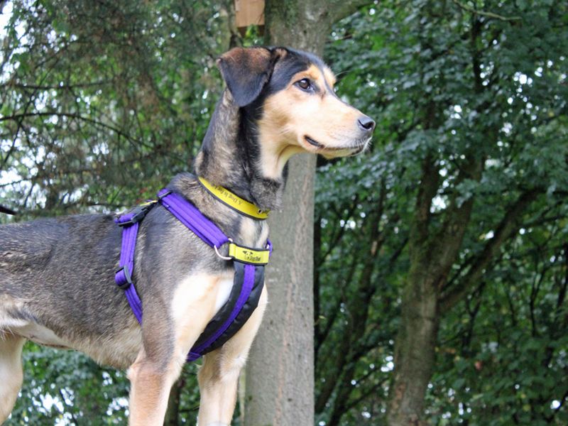 Siberian Husky for adoption in Liverpool, Merseyside – 3 years old - Image 2 of 4