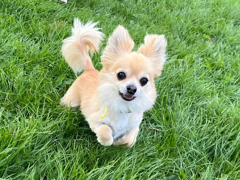 undefined | Chihuahua (Long Coat) | undefined - 12
