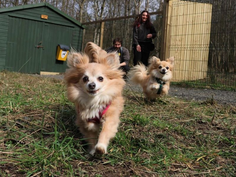 undefined | Chihuahua (Long Coat) | undefined - 13