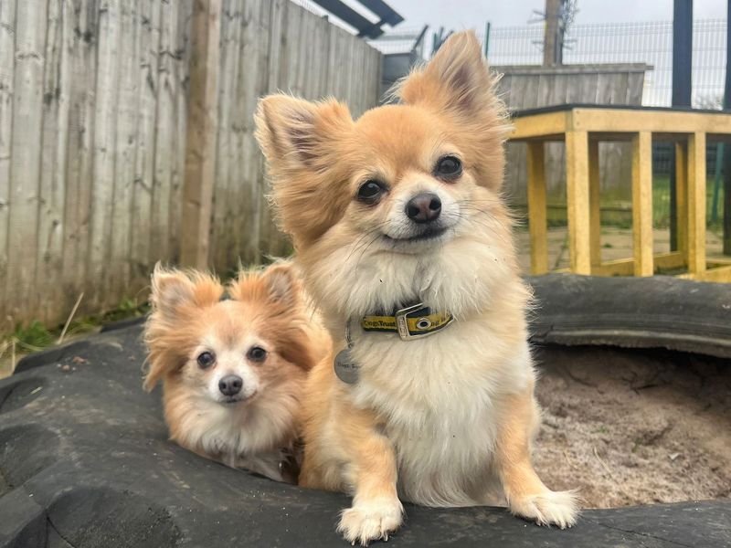 undefined | Chihuahua (Long Coat) | undefined - 11