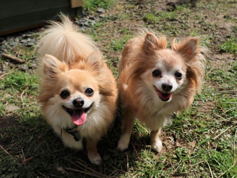 undefined | Chihuahua (Long Coat) | undefined - 7