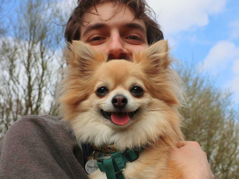 undefined | Chihuahua (Long Coat) | undefined - 2