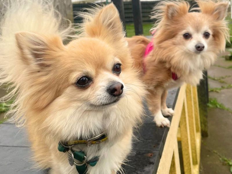 undefined | Chihuahua (Long Coat) | undefined - 4