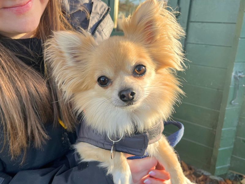 undefined | Chihuahua (Long Coat) | undefined - 10