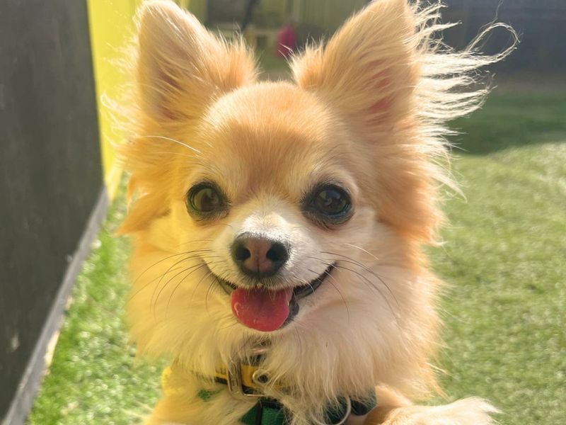 undefined | Chihuahua (Long Coat) | undefined - 8
