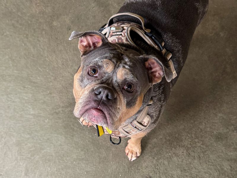 English Bulldog for adoption in Wickford, Essex – 4 years old