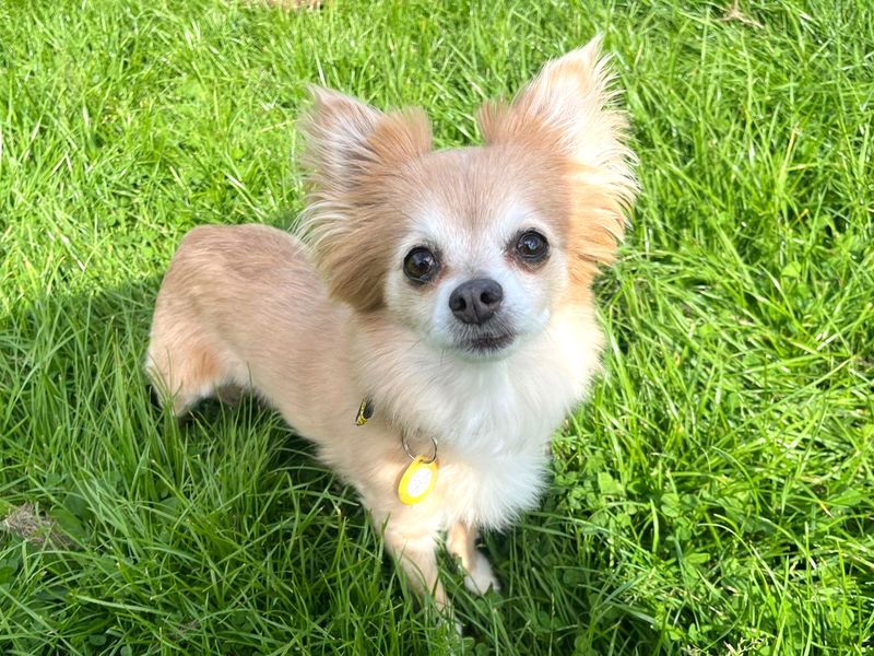 Chihuahua for adoption in West Calder, West Lothian – 11 years old - Image 5 of 6